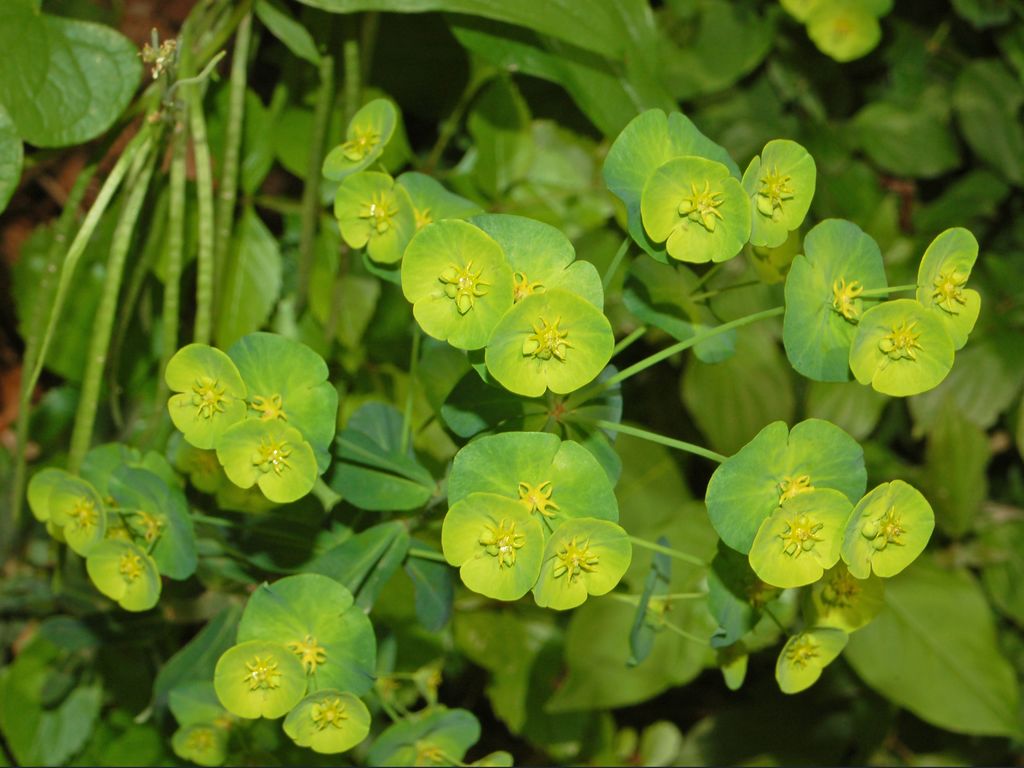 Euphorbia amygdaloides